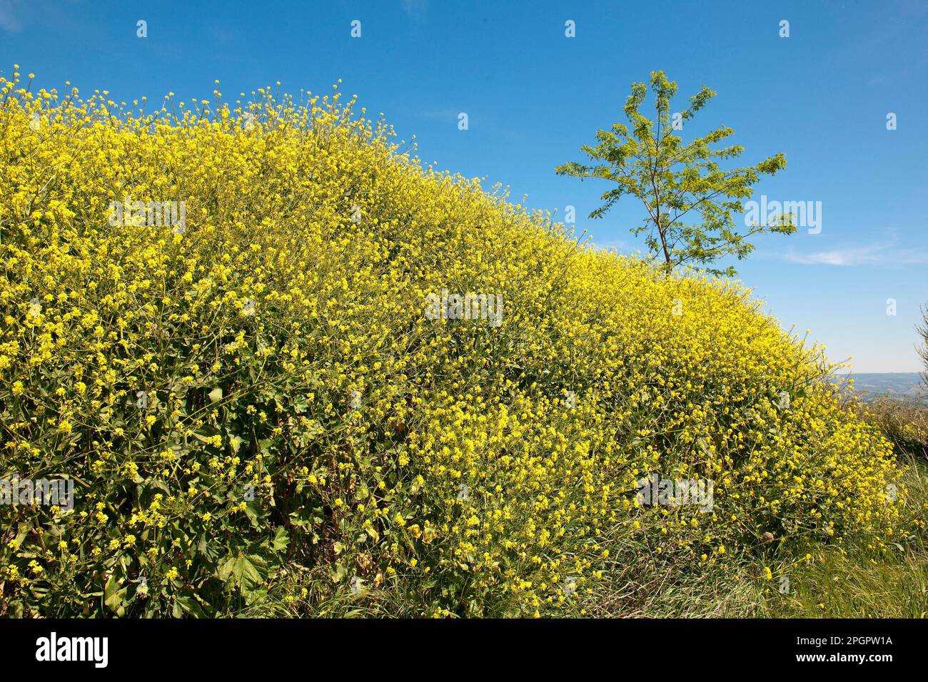 Ginestra gialla (Genista tinctoria), Toscana, Europa, Italia Foto Stock