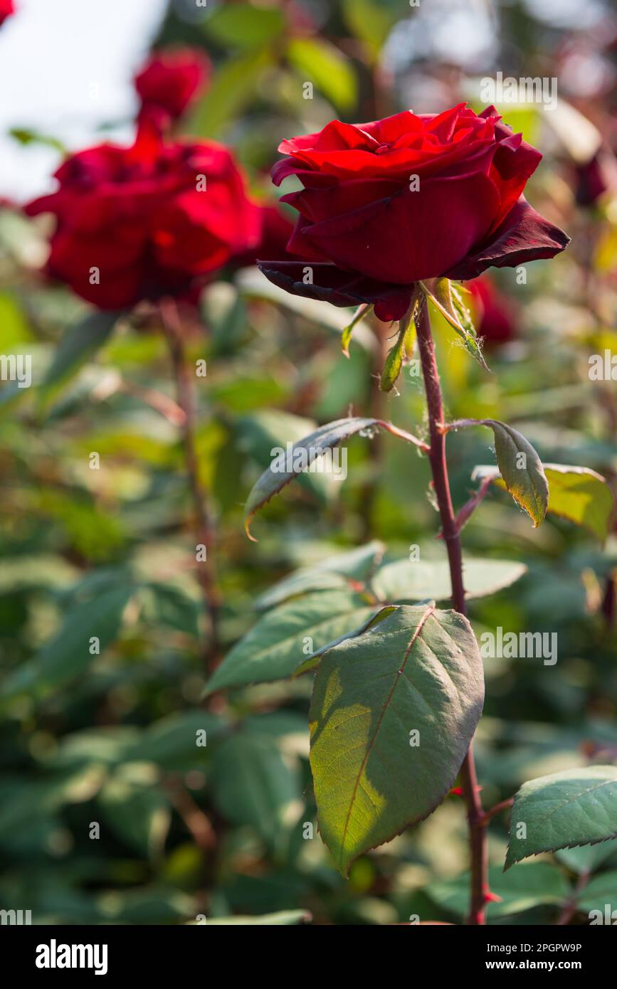 Primo piano di una rosa rossa in un letto di fiori in una giornata di sole, fuoco selettivo. Foto Stock