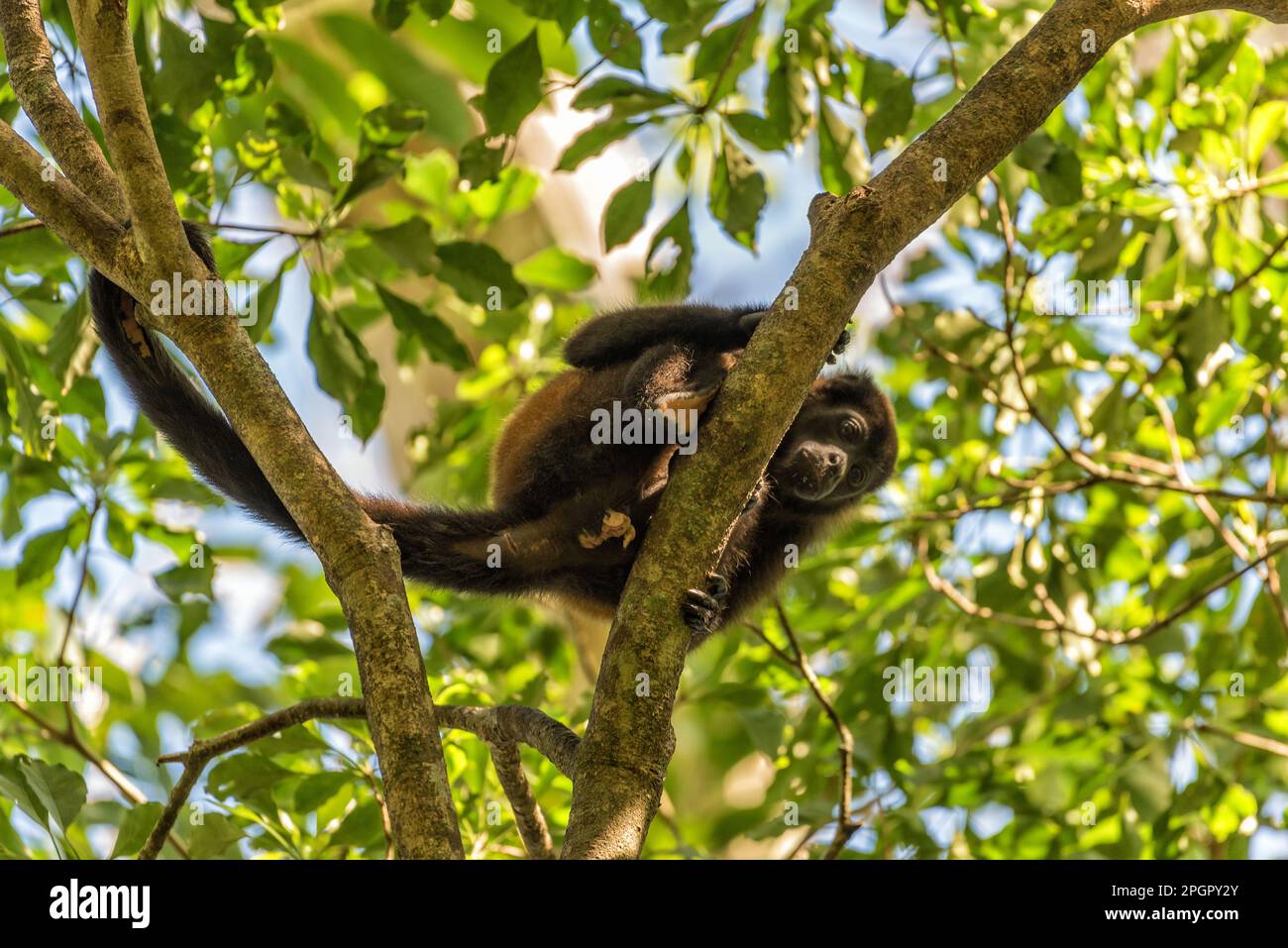 La scimmia urlatrice su un ramo nella foresta pluviale di Alouatta, animale, animali nel selvaggio, bellezza, confine, ramo, brasile, Marrone, baldacchino, America Centrale Foto Stock