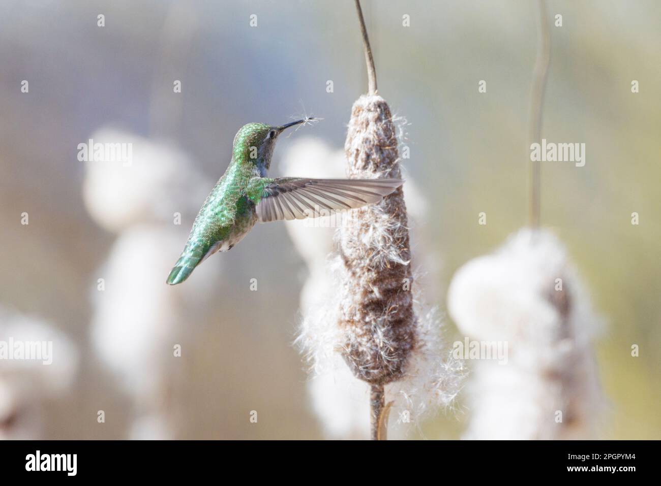 Anna Hummingbird raccolta materiale nido a Vancouver BC Canada Foto Stock
