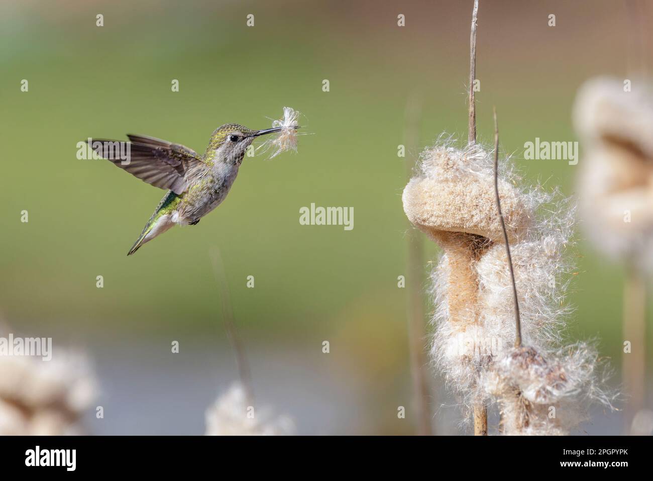 Anna Hummingbird raccolta materiale nido a Vancouver BC Canada Foto Stock