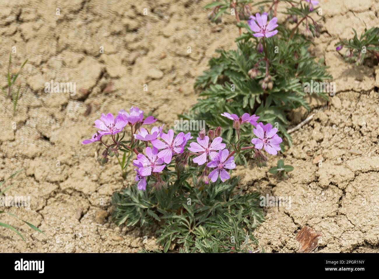 Primo piano dei fiori viola del deserto. estate secca senza pioggia. Terra incrinata e fiori selvatici fiorenti. Il concetto di riscaldamento globale e di cambiamento climatico. Caldo Foto Stock