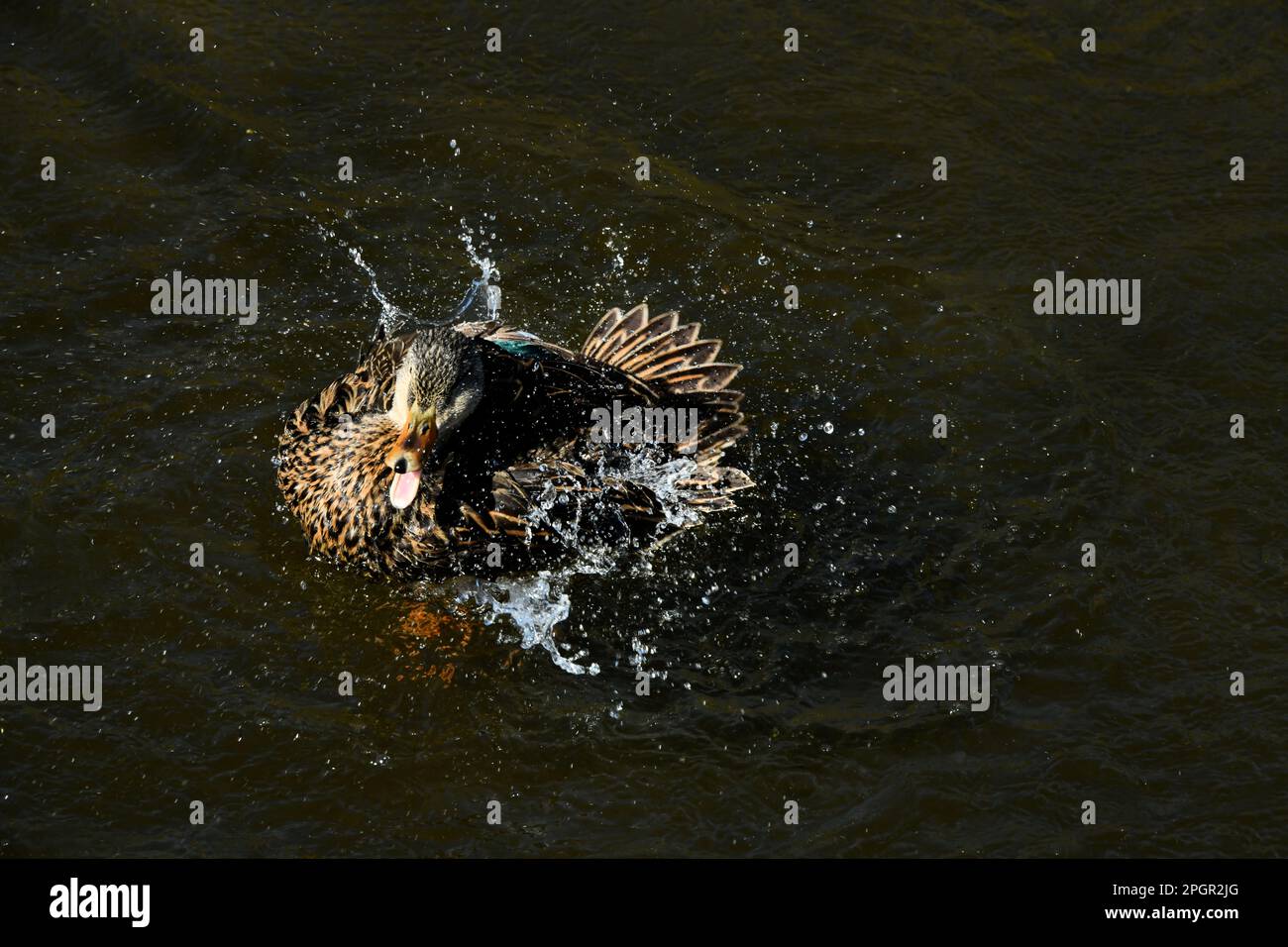 Anatra maculata che fa il bagno nell'acqua a South padre Island, Texas. STATI UNITI. Foto Stock