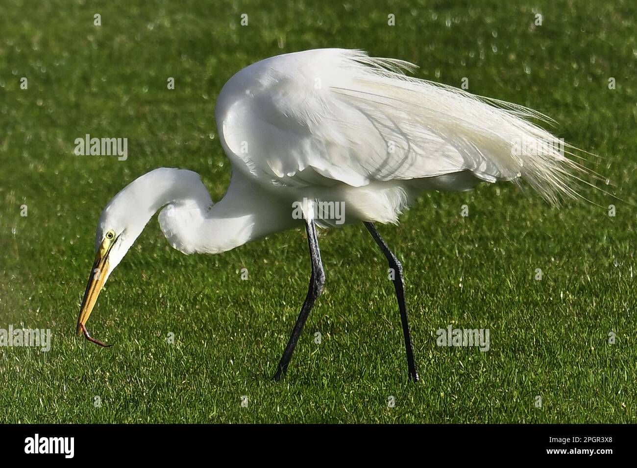 California, Stati Uniti. 23rd Mar, 2023. Le egrette innevate mangiano principalmente pesci e crostacei, ma si nutrono anche di rane, serpenti, vermi e insetti. (Credit Image: © Rory Merry/ZUMA Press Wire) SOLO PER USO EDITORIALE! Non per USO commerciale! Foto Stock