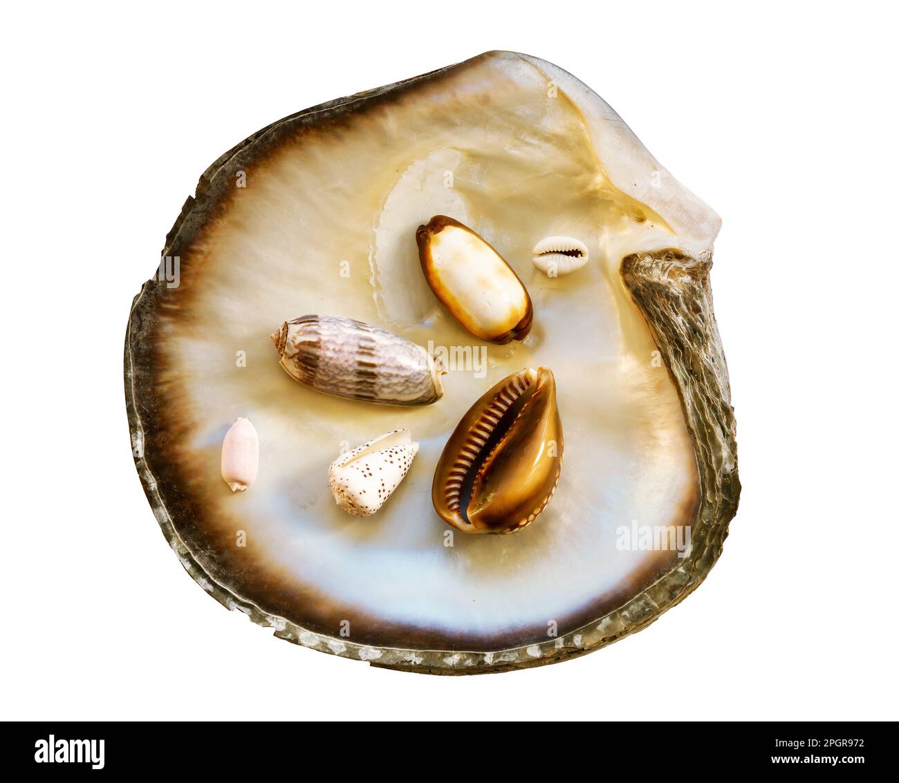 Ostrica madreperla, con molte piccole croste di mare, isolata su sfondo bianco Foto Stock