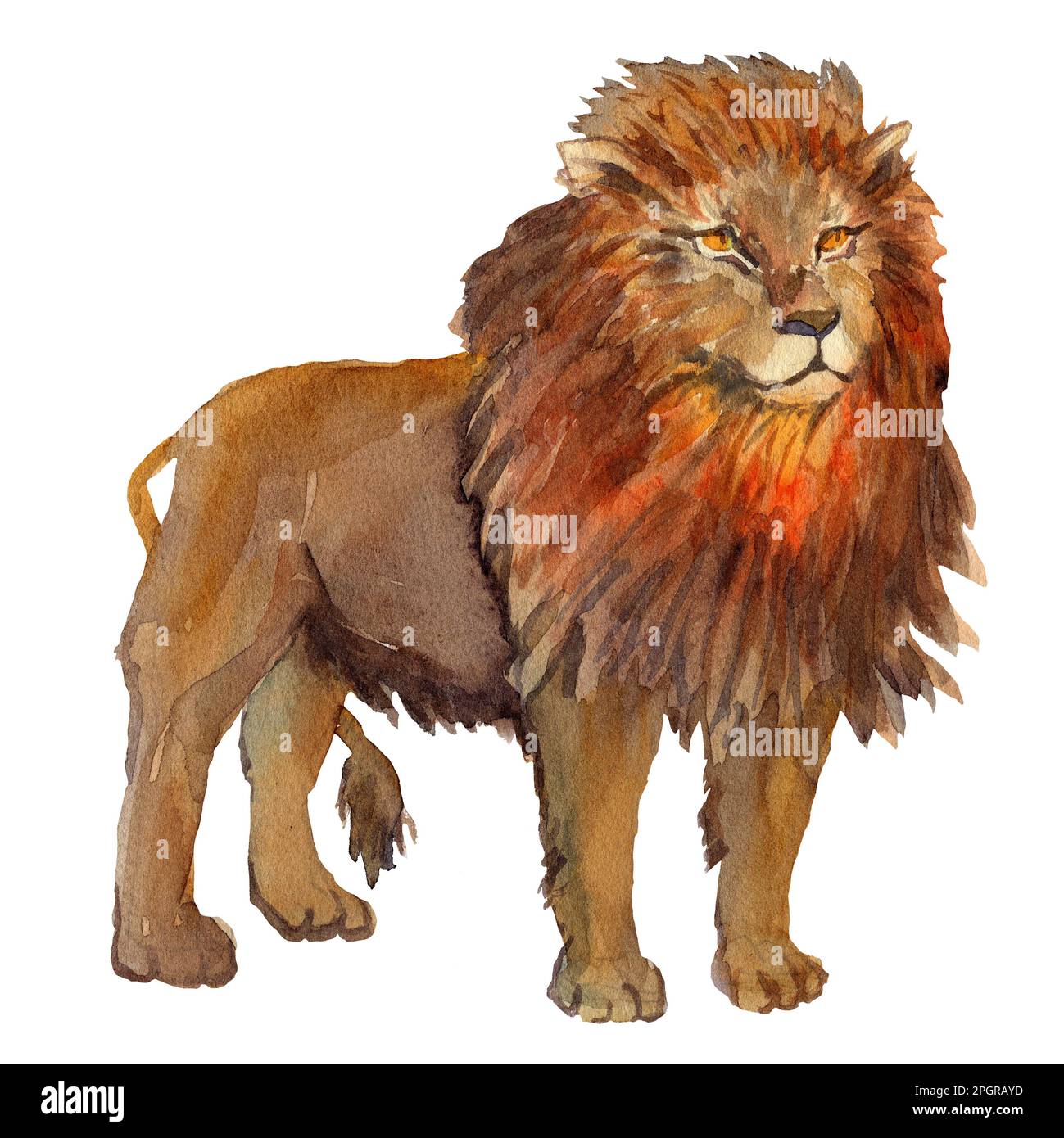 Acquerello raffigurazione disegnata a mano di un leone seduto in stile naturale. Leone animale selvatico africano isolato. Design per schede, libri, poster scolastico Foto Stock