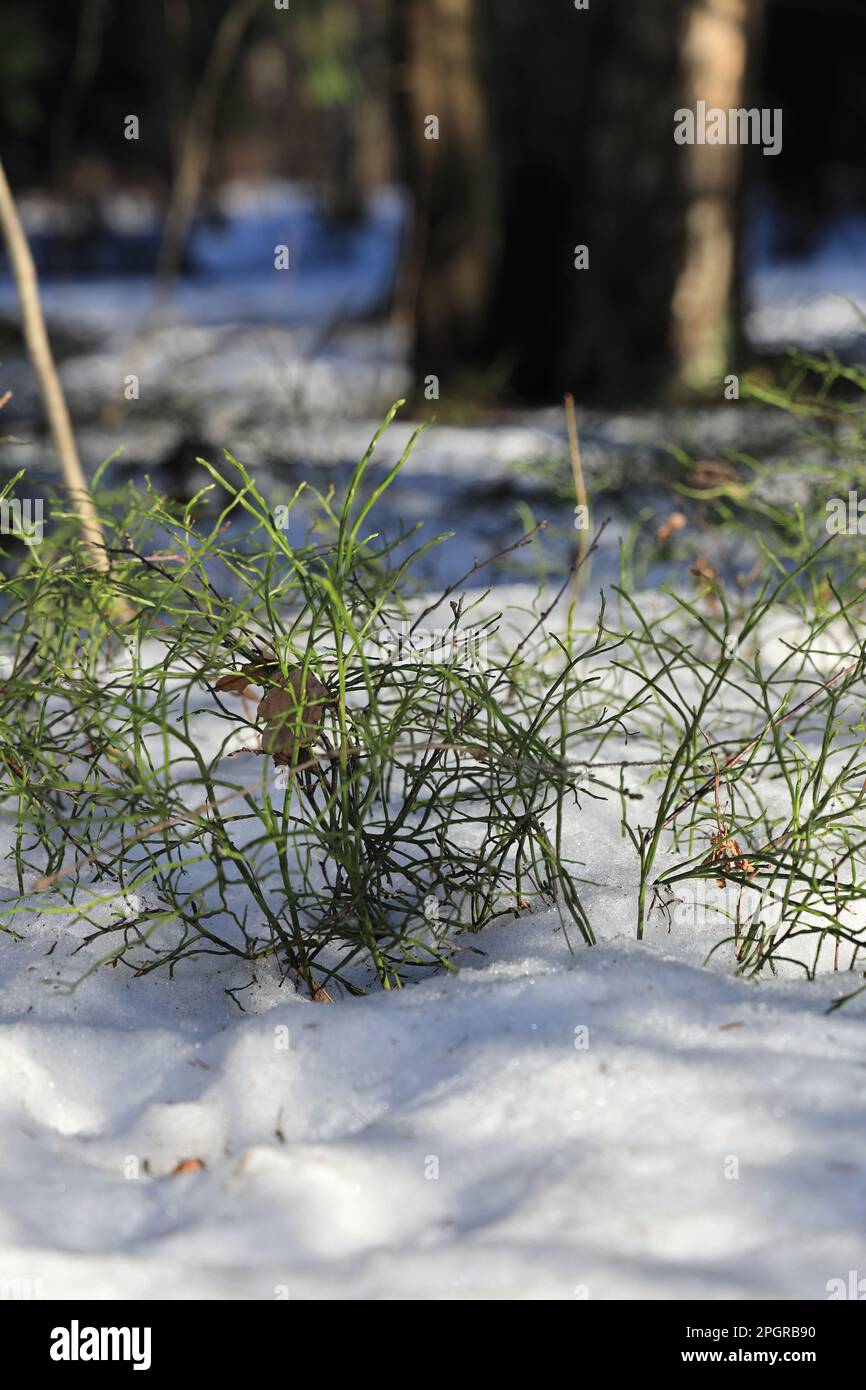 Nella copertura di neve, cespugli di mirtillo senza bacche alla luce del sole di marzo Foto Stock