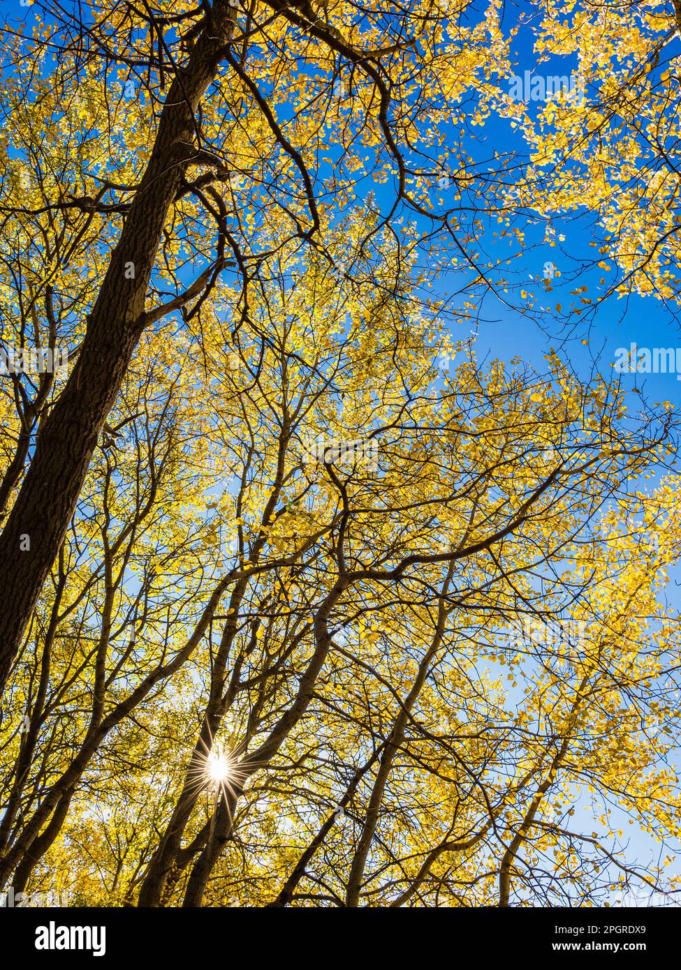 Una tranquilla scena autunnale di un bosco svedese, con una vista in basso angolo di un ramo di aspen alla luce del sole e le sue foglie illuminate dal sunstar. Foto Stock