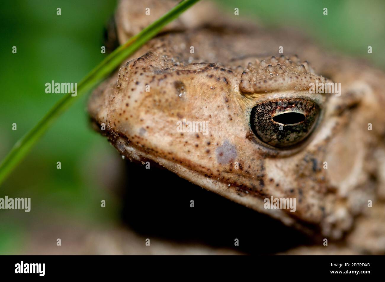 Crested Toad, Ingerophrynus biporcatus, su erba, Klungkung, Bali, Indonesia Foto Stock