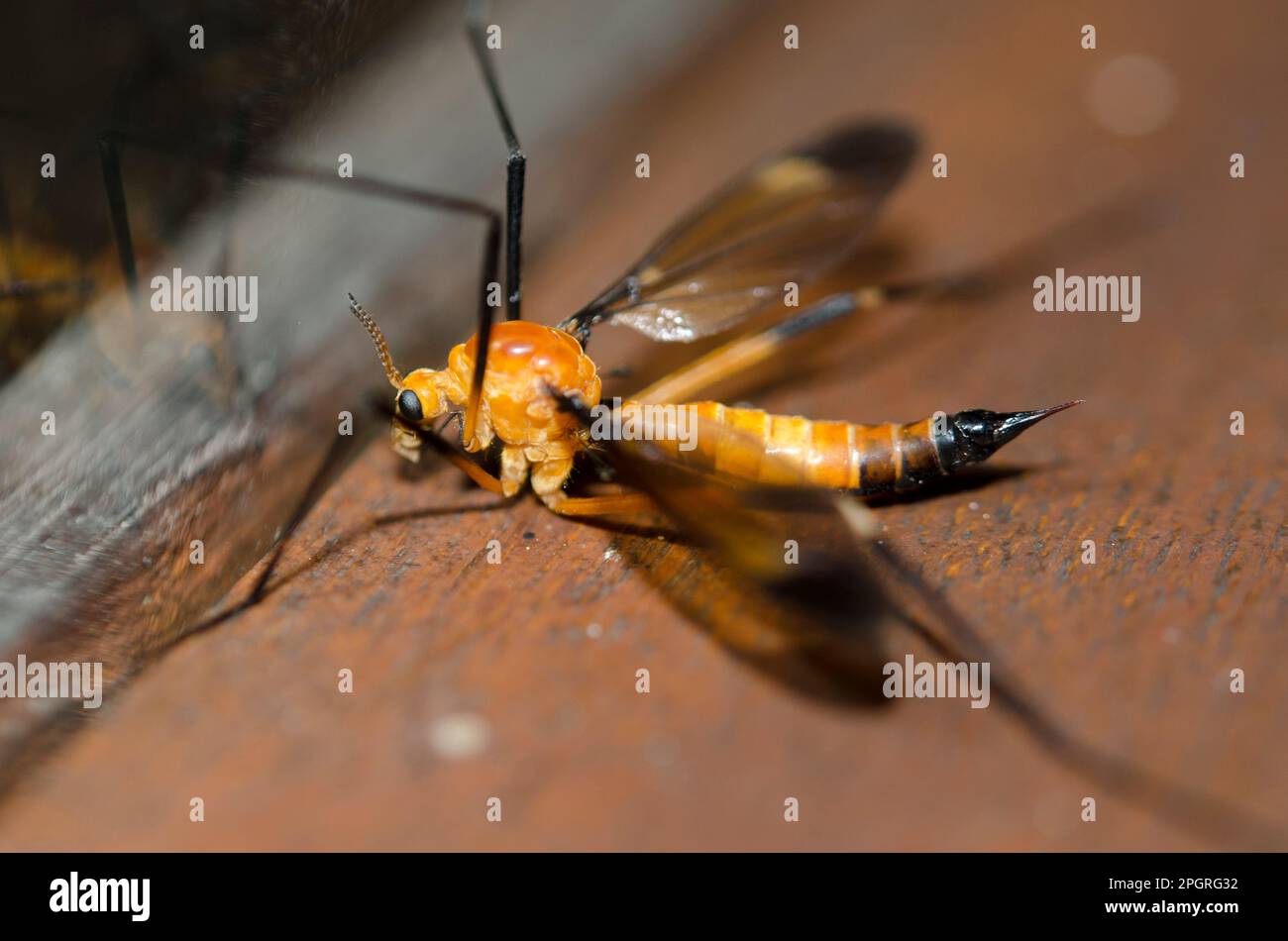 Crane Fly, Ctenophora sp, con colorazione per imitare la vespa contro la finestra, Klungkung, Bali, Indonesia Foto Stock