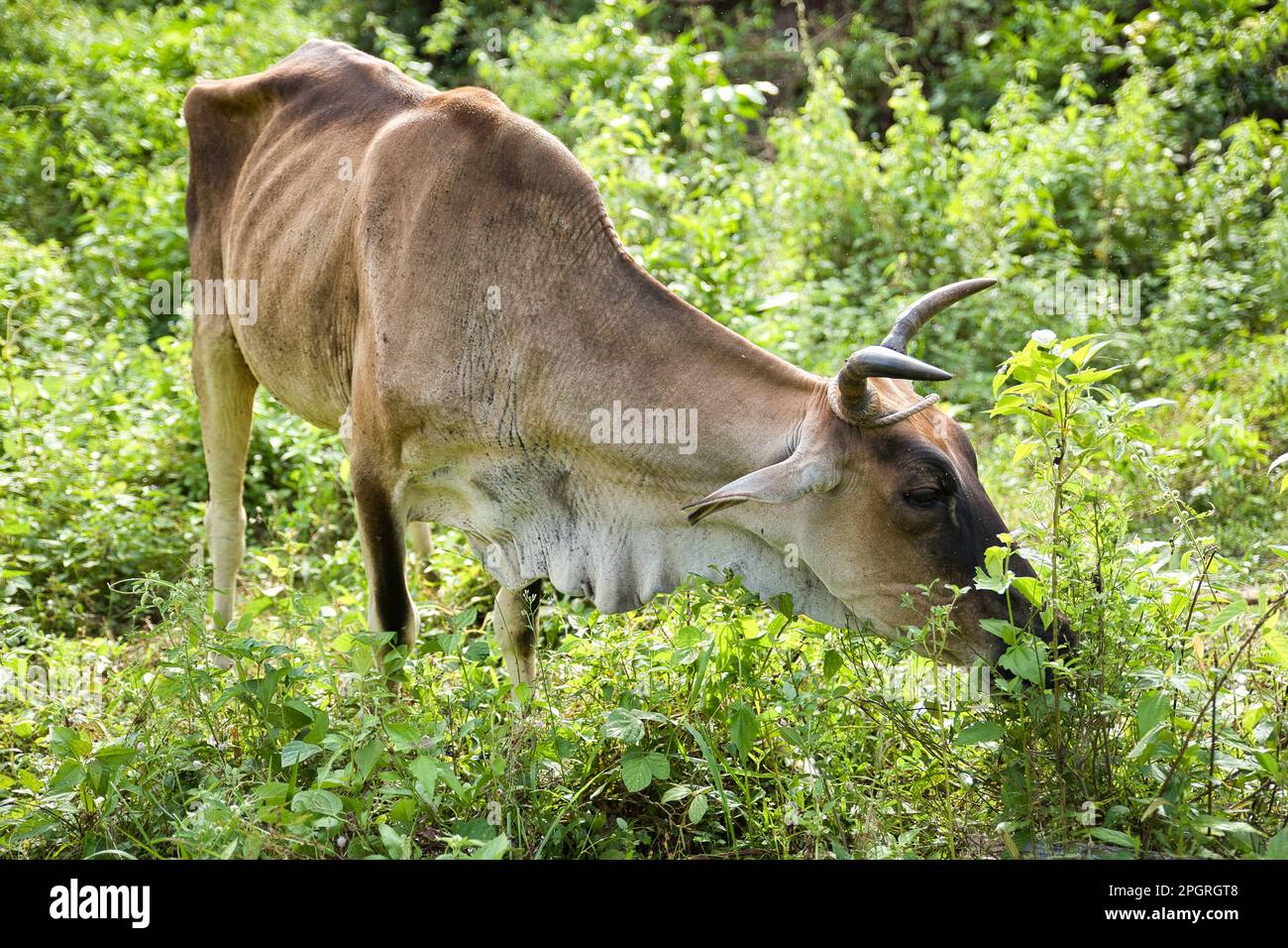 Una mucca nel mezzo di una foresta pluviale di El Nido, Palawan nelle Filippine. Foto Stock