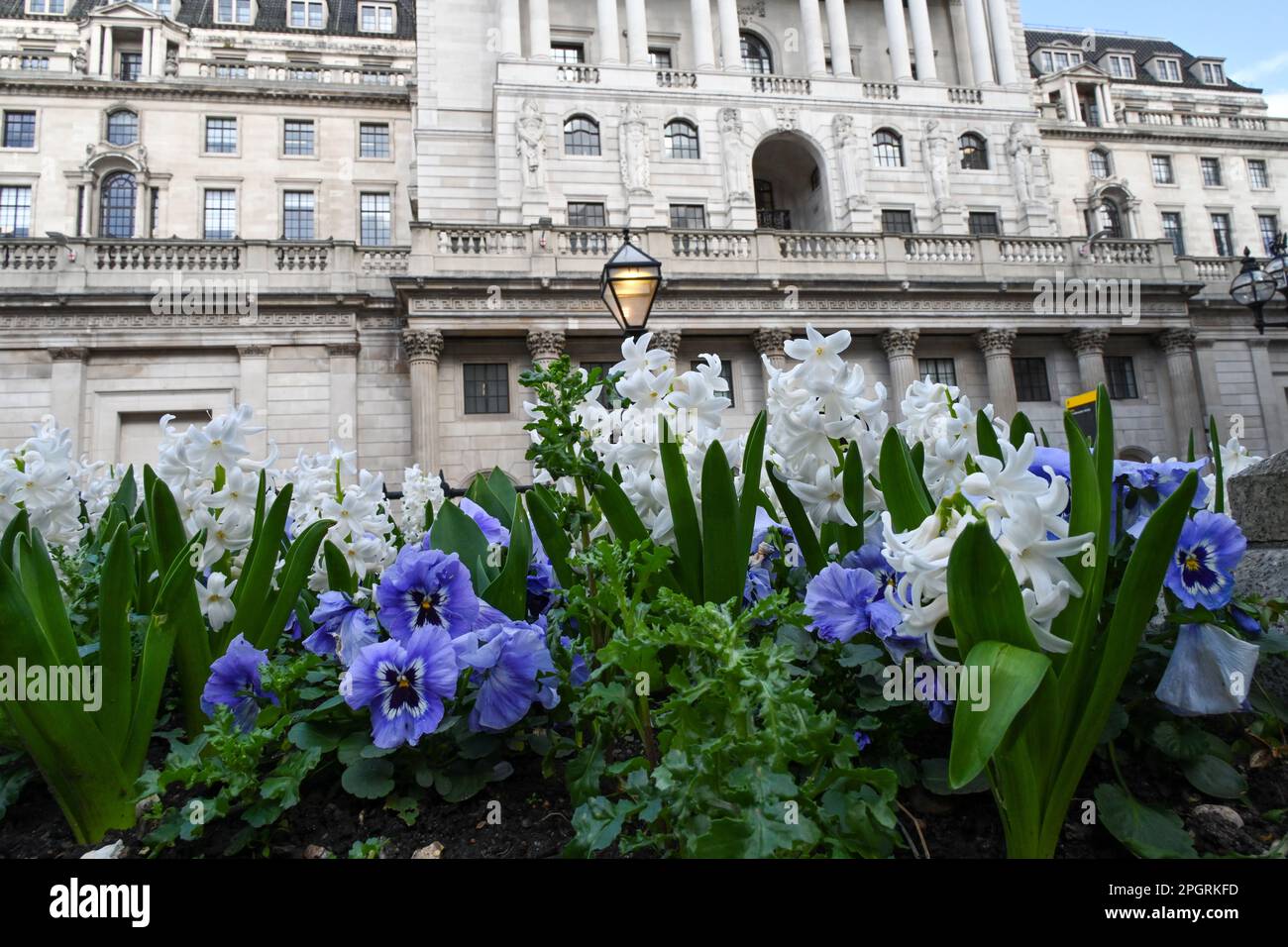La Bank of England costruisce BoE, Threadneedle Street, Londra, la facciata anteriore del Regno Unito con giacinti primaverili e pannelli in primo piano Foto Stock