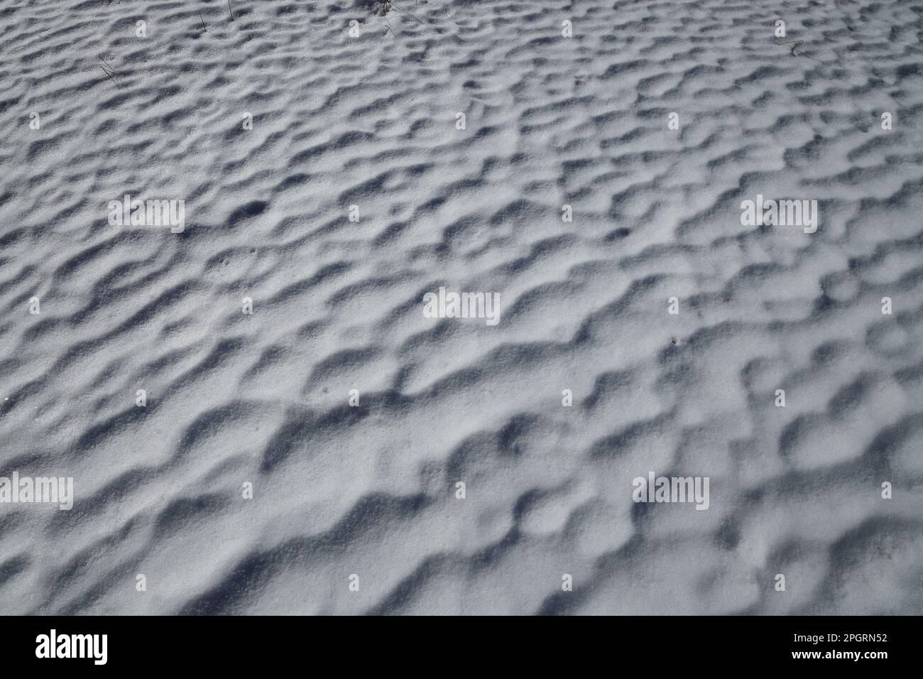 Un campo innevato con le onde formate dal vento nella mattina presto della primavera Foto Stock