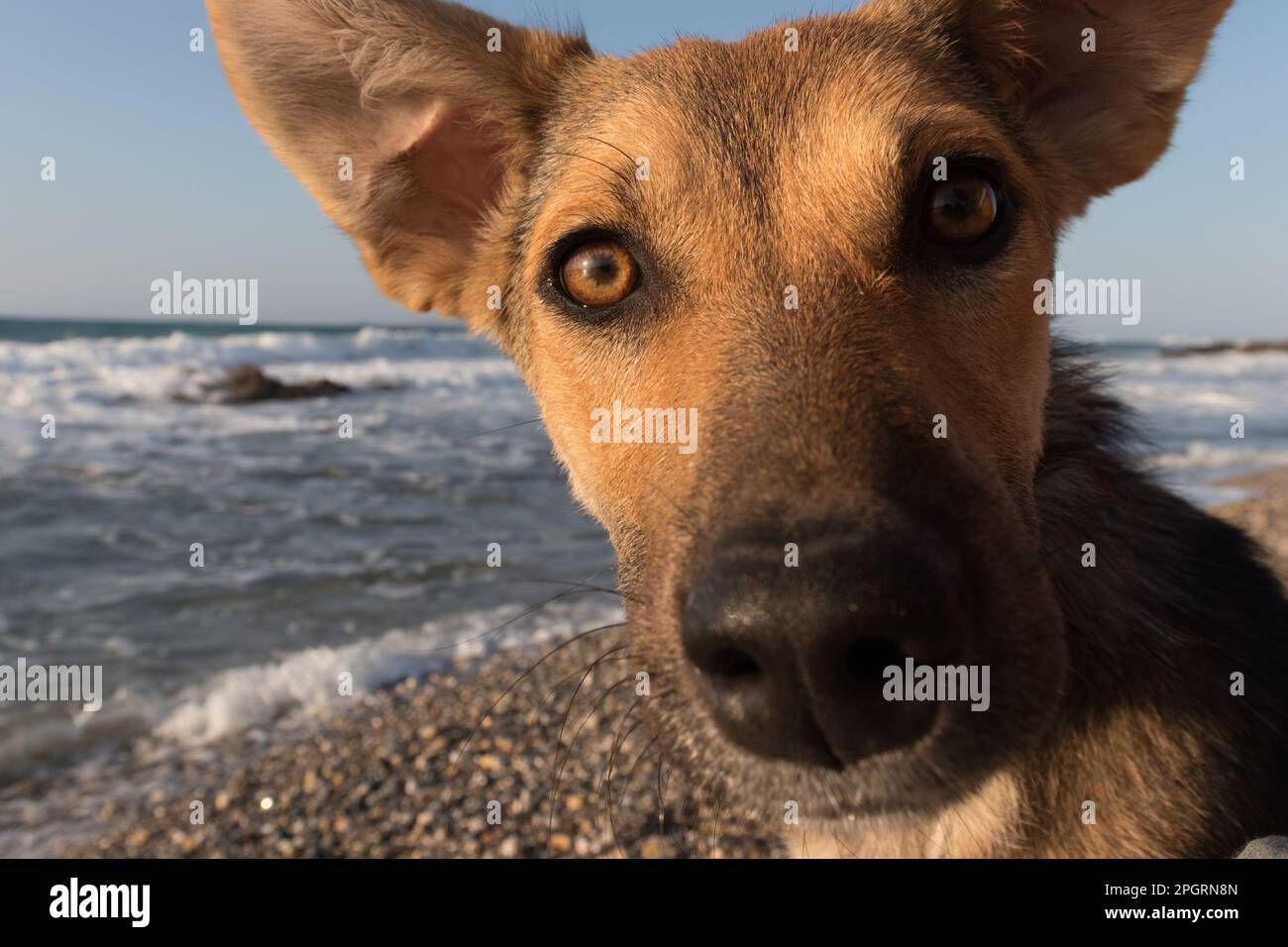 Primo piano della faccia di un cane marrone. Muso di un cane con grandi orecchie, su una spiaggia. Foto Stock