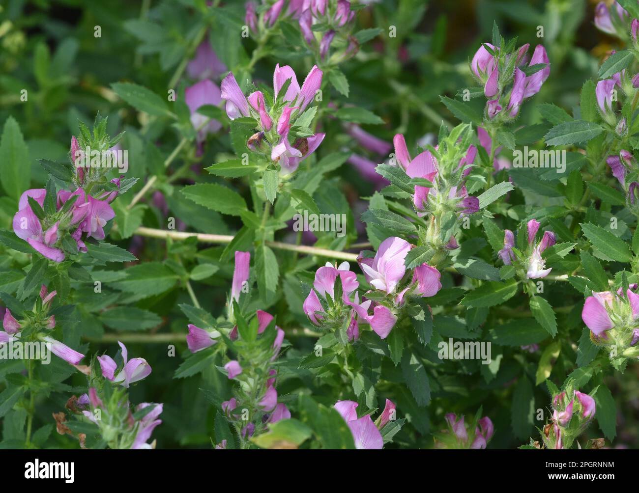 Hauhechel Dorniger, Ononis spinosa ist eine Wildpflanze und eine wichtige Heilpflanze. Restharrow spinosa, Ononis spinosa è una pianta selvatica e un'importazione Foto Stock