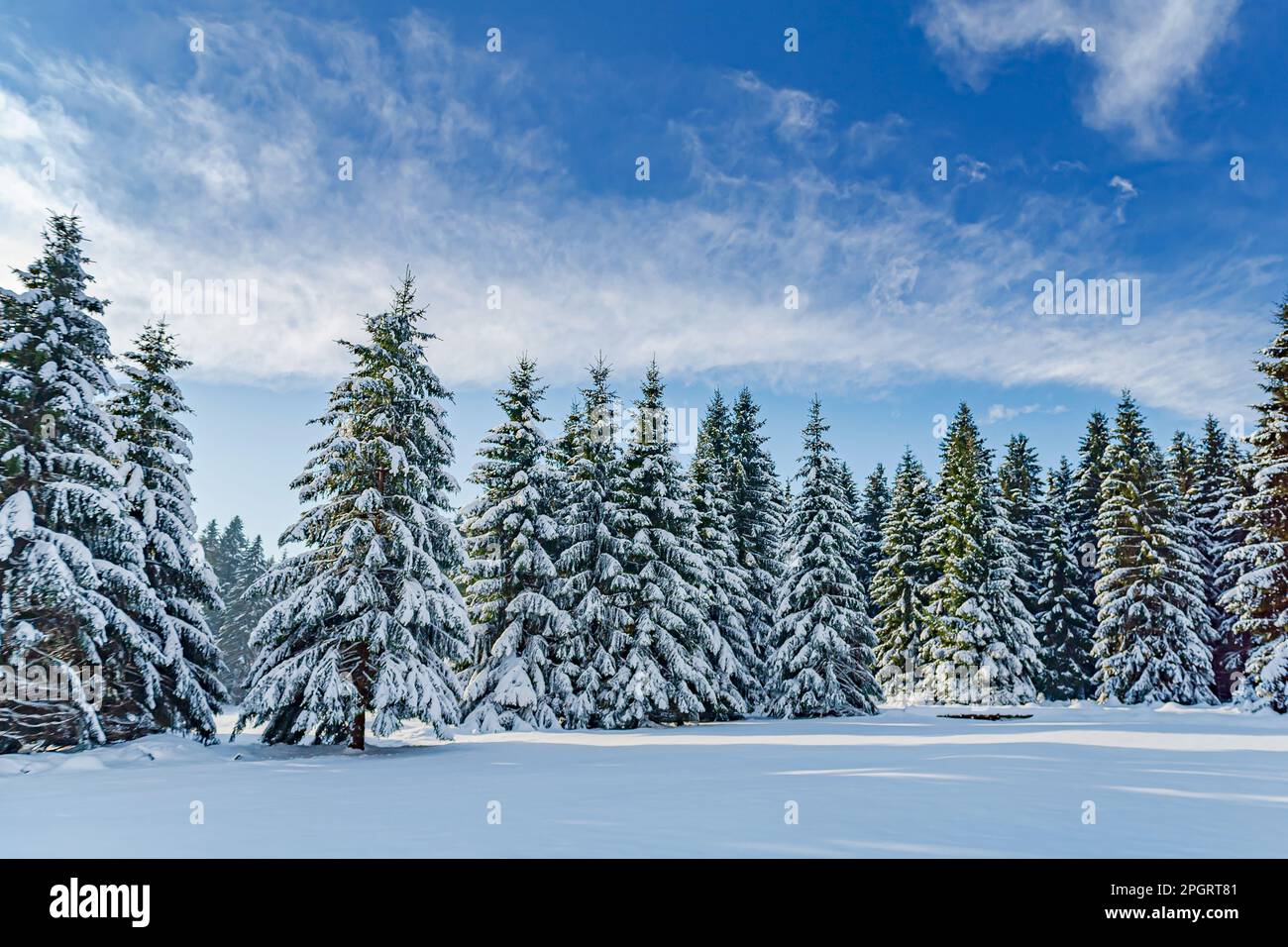 Inverno foresta sotto la neve nuova in Turingia, Germania Foto Stock
