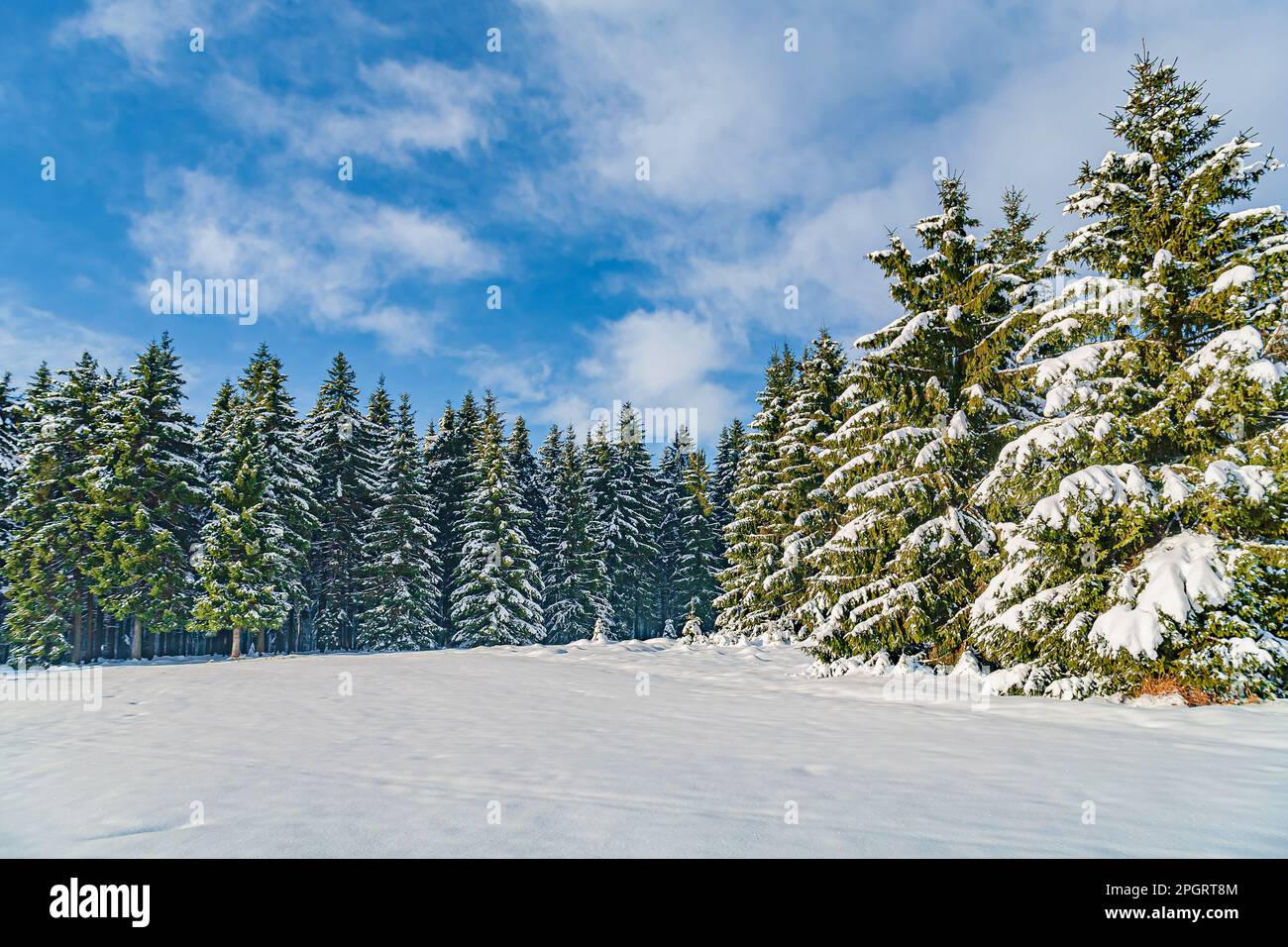 Inverno foresta sotto la neve nuova in Turingia, Germania Foto Stock