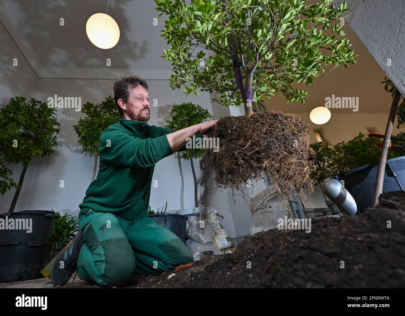 24 marzo 2023, Brandeburgo, Neuzelle: Ralf Mainz, maestro giardiniere presso la Fondazione Abbazia di Neuzelle, è impegnato a reputare una pianta nana di arance amare nell'orangeria del giardino del monastero. Circa 120 piante in vaso durante l'inverno nell'edificio di orangeria. Gli aranci, i limoni e gli alberi di baia saranno riposti nelle aree esterne del giardino del monastero a metà maggio. Il Monastero di Neuzelle, a circa dieci chilometri a sud di Eisenhüttenstadt, è l'unico monastero cistercense del Brandeburgo che è stato conservato nella sua interezza, compresi i terreni, ed è uno dei pochi complessi monastici non distrutti in tedesco Foto Stock