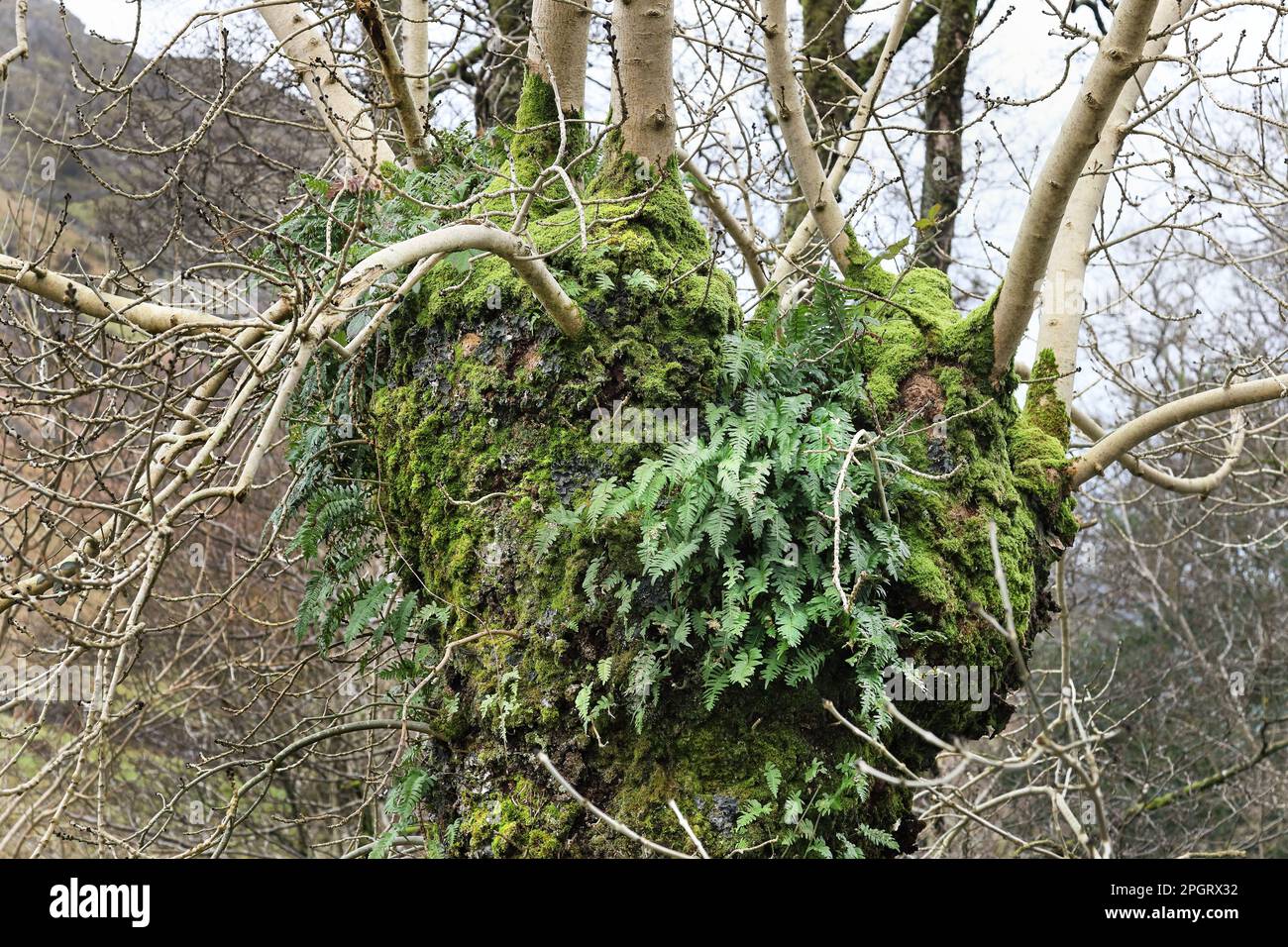 Albero di frassino maturo pollardo (Fraxinus excelsior) coperto da Ferns, Lichens e Mosses. Tali alberi creano un habitat per molte specie di fauna, l'invertebra Foto Stock