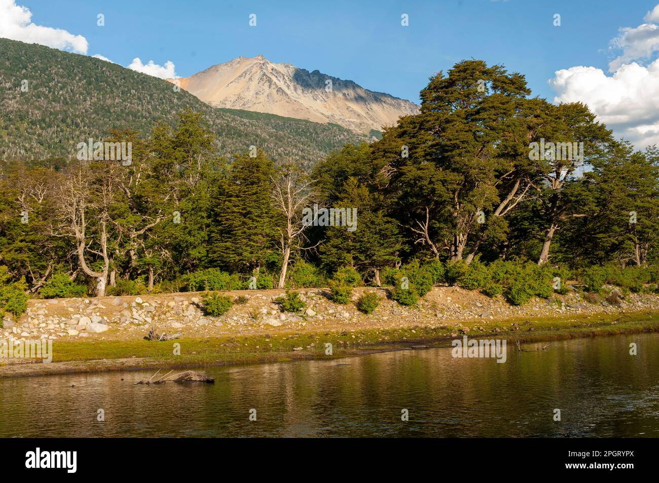 Foresta sulle rive del fiume Pichi Traful, Parco Nazionale Nahuel Huapi, Seven Lakes Road, Provincia di Neuquén, Argentina Foto Stock