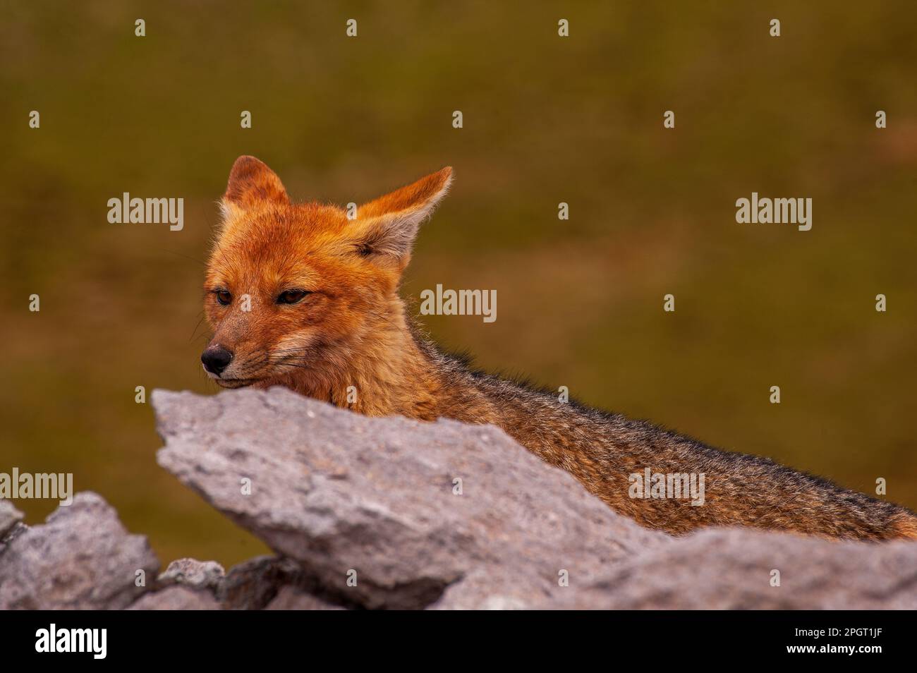 Lo zorro grigio (Lycalopex griseus) è un animale comune delle Ande e parte della Patagonia, nella provincia di Salta, in Argentina Foto Stock