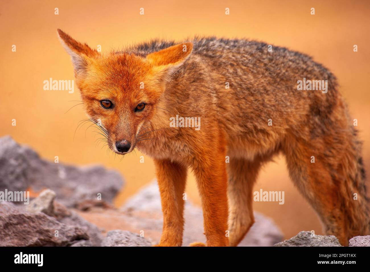 Lo zorro grigio (Lycalopex griseus) è un animale comune delle Ande e parte della Patagonia, nella provincia di Salta, in Argentina Foto Stock