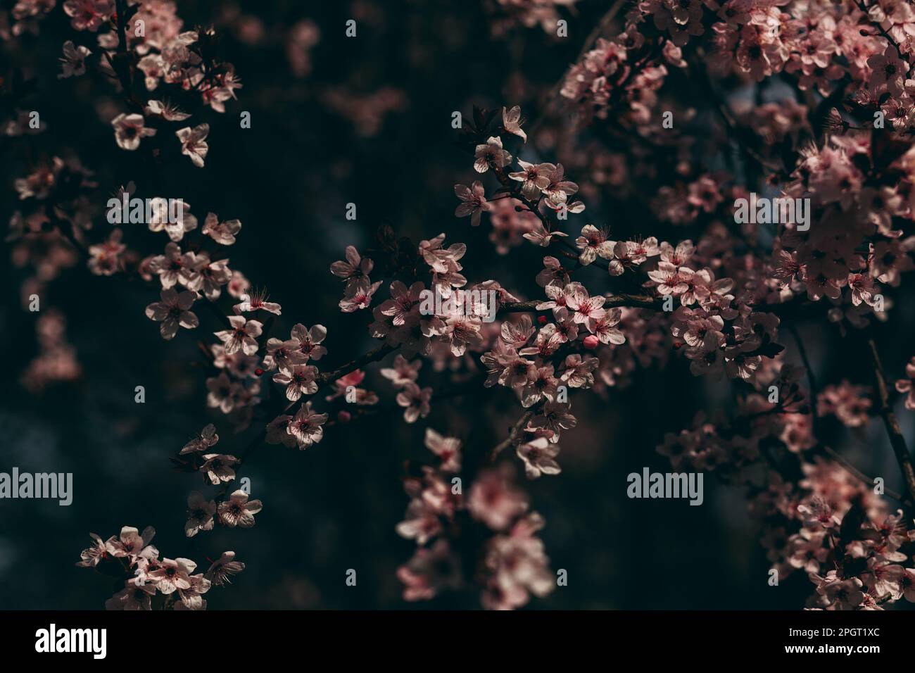 Fiori rosa su rami di albero illuminati con luce solare e con buio dietro di loro Foto Stock