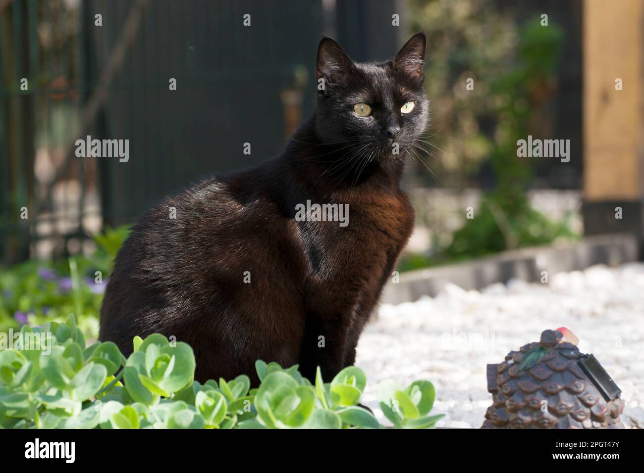 Grazioso gatto nero in piedi in giardino godendo di una bella giornata di primavera. Pelliccia nera liscia e setosa che splende al sole. Foto Stock
