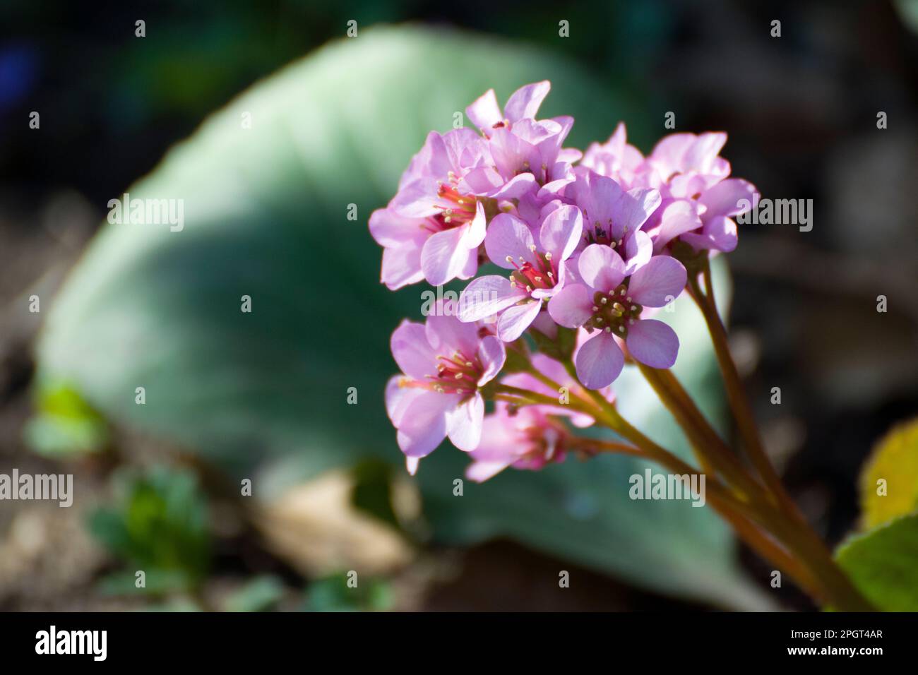 Bergenia cordifolia, orecchie di elefante, un grande dondolo una pianta da fiore sempreverde con una rosetta a spirale di foglie e fiori rosa. Foto Stock