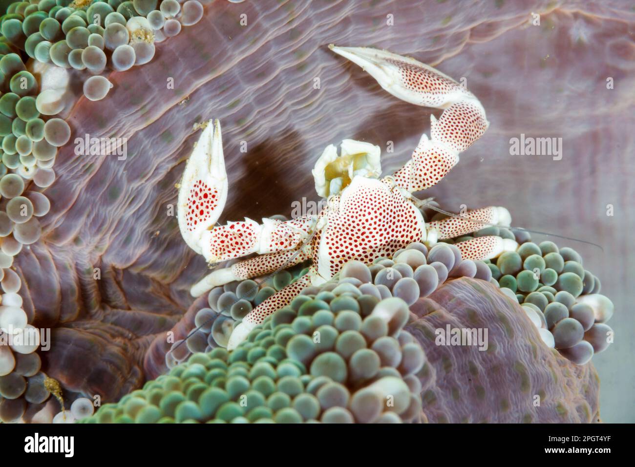 Granchio di porcellana (Neopetrolisthes maculatus) su anemone. Lembeh Strait, Sulawesi settentrionale, Indonesia Foto Stock