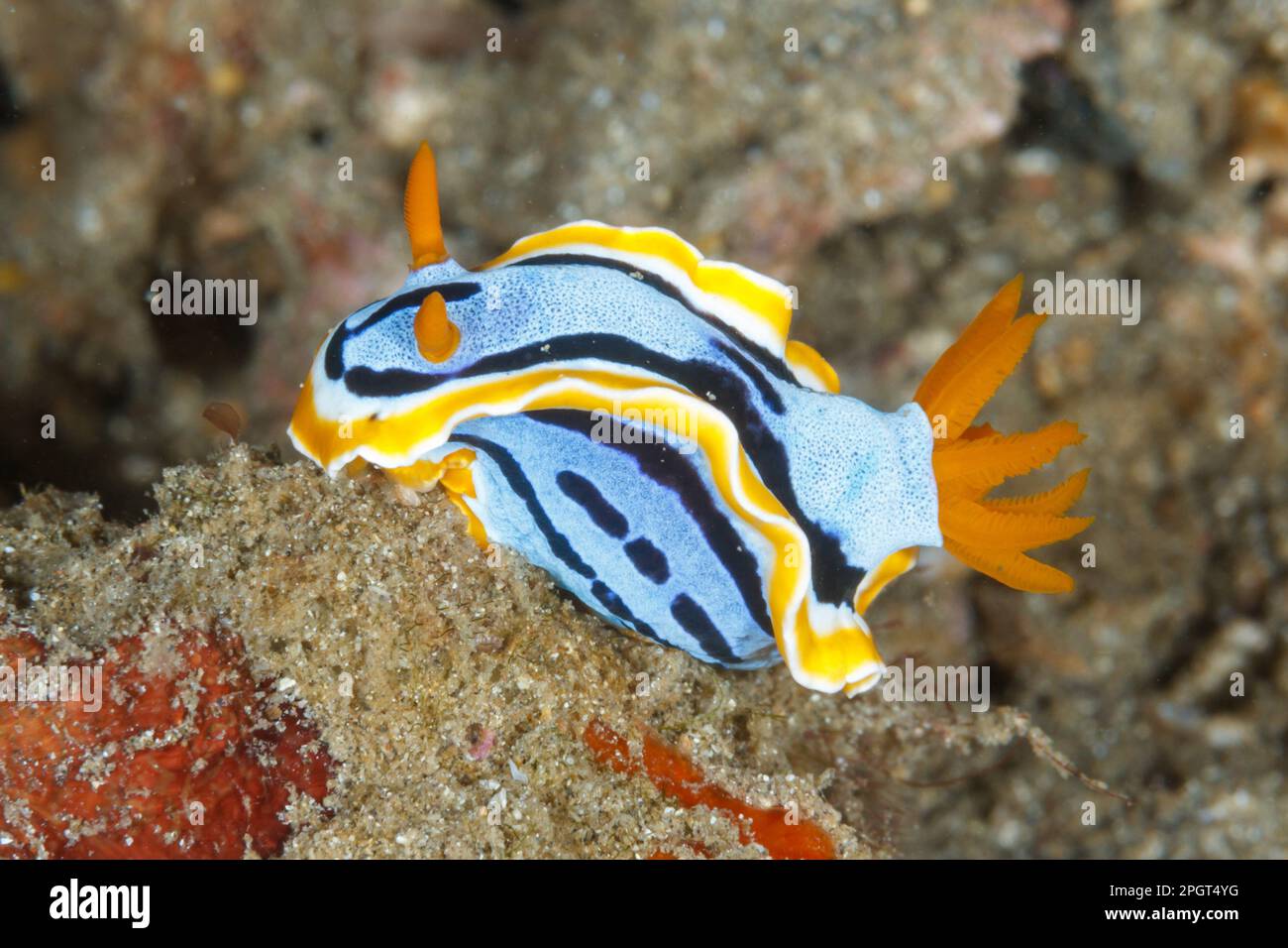 Chromodoris annae nudibranch. Lembeh Strait, Sulawesi settentrionale, Indonesia Foto Stock