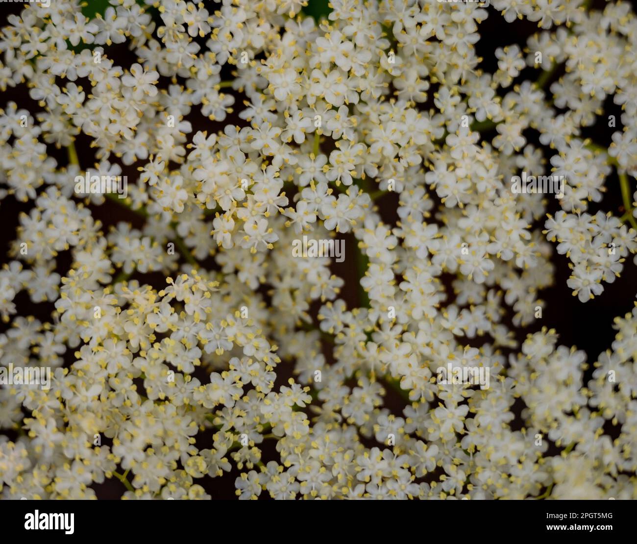 Fiori bianchi piccoli Bloom nell'immagine di sfondo del gruppo stretto Foto Stock