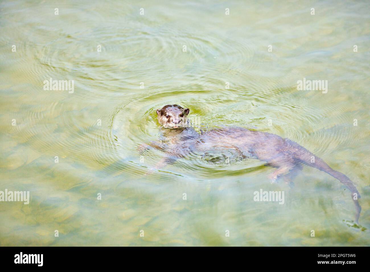 La lontra giovane con rivestimento liscio attende che la famiglia ritorni dall'esplorazione del fiume mentre esplora il nuovo territorio a Sungei Tampines, Singapore Foto Stock