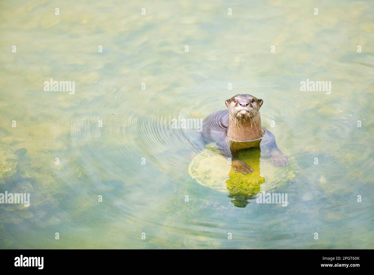 La lontra giovane con rivestimento liscio attende che la famiglia ritorni dall'esplorazione del fiume mentre esplora il nuovo territorio a Sungei Tampines, Singapore Foto Stock