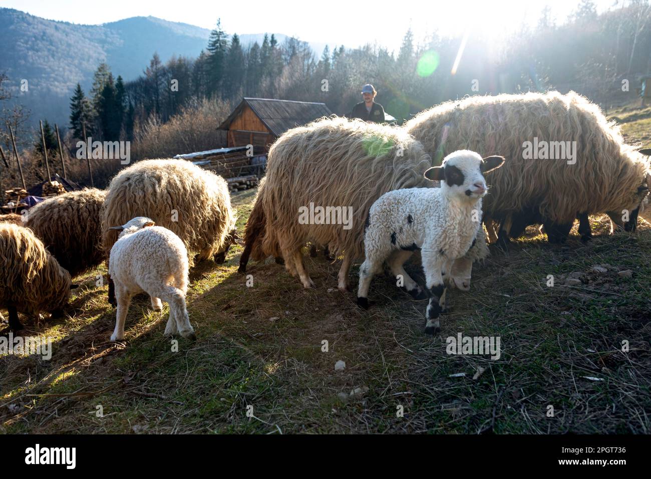 Pecore e agnelli pascolano in montagna ai raggi del sole tramontante sulla fattoria Foto Stock