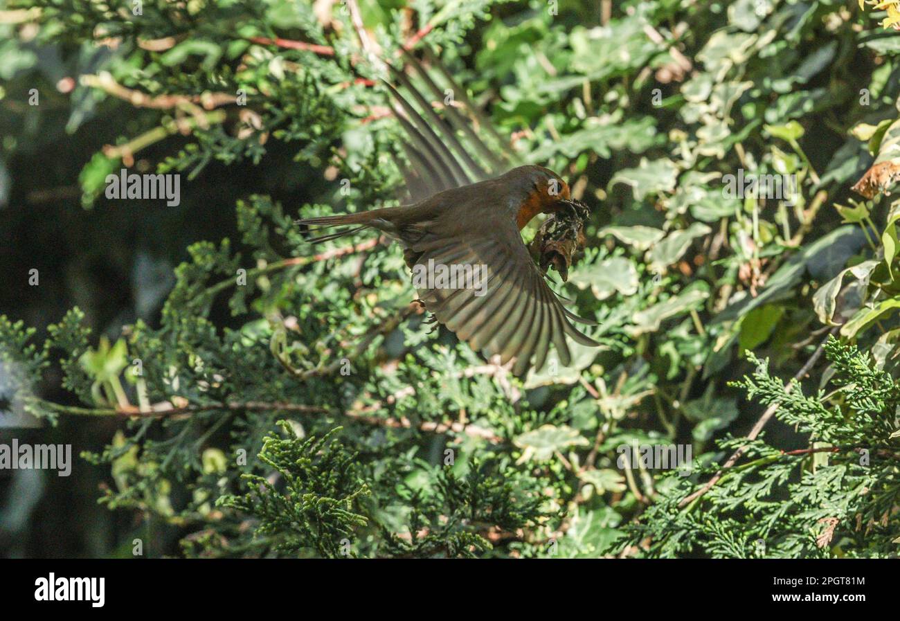 Londra, Regno Unito. 24th Mar, 2023. Un Robin con un becco pieno di foglie costruire un nido credito: Paul Quezada-Neiman/Alamy Live News Foto Stock