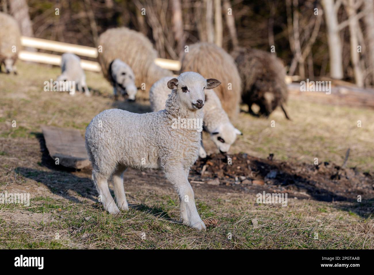 primo piano di agnello in piedi sull'erba con gregge di pecore che pascolano sullo sfondo, animali domestici in fattoria Foto Stock
