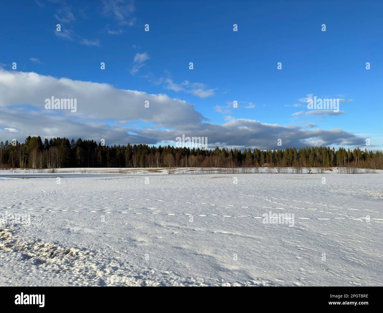 Vasto campo innevato sotto un cielo azzurro con nuvole sparse e foresta lontana Foto Stock