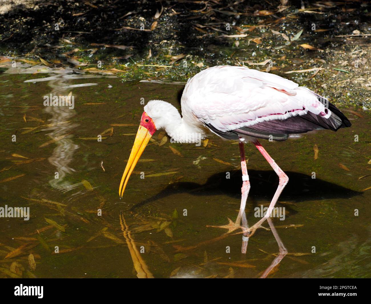 Cicogna gialla (Mycteria ibis) camminando nell'acqua di uno stagno Foto Stock