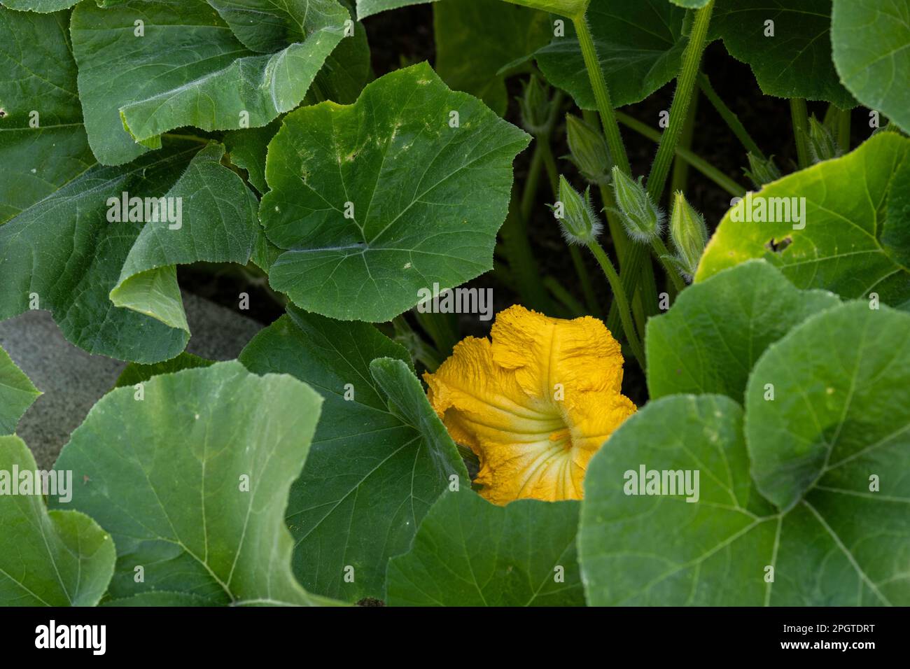 Inverno squash floer e foglie, Cucurbita Maxima Duchesne, in giardino casa Foto Stock