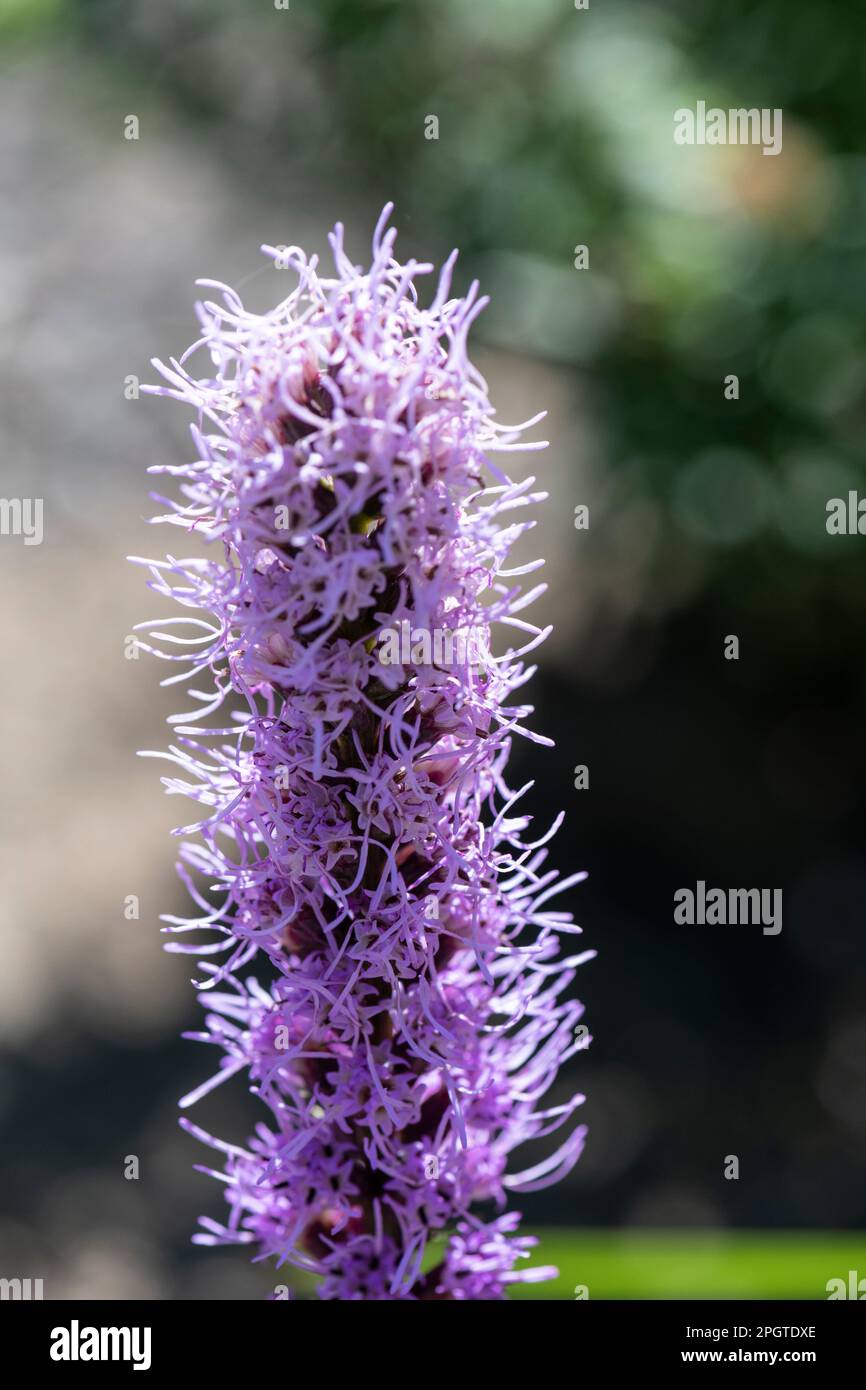 Fiore alto Liatris pycnostachya, comunemente chiamato prateria Blazing stella, che cresce nel giardino di casa Foto Stock