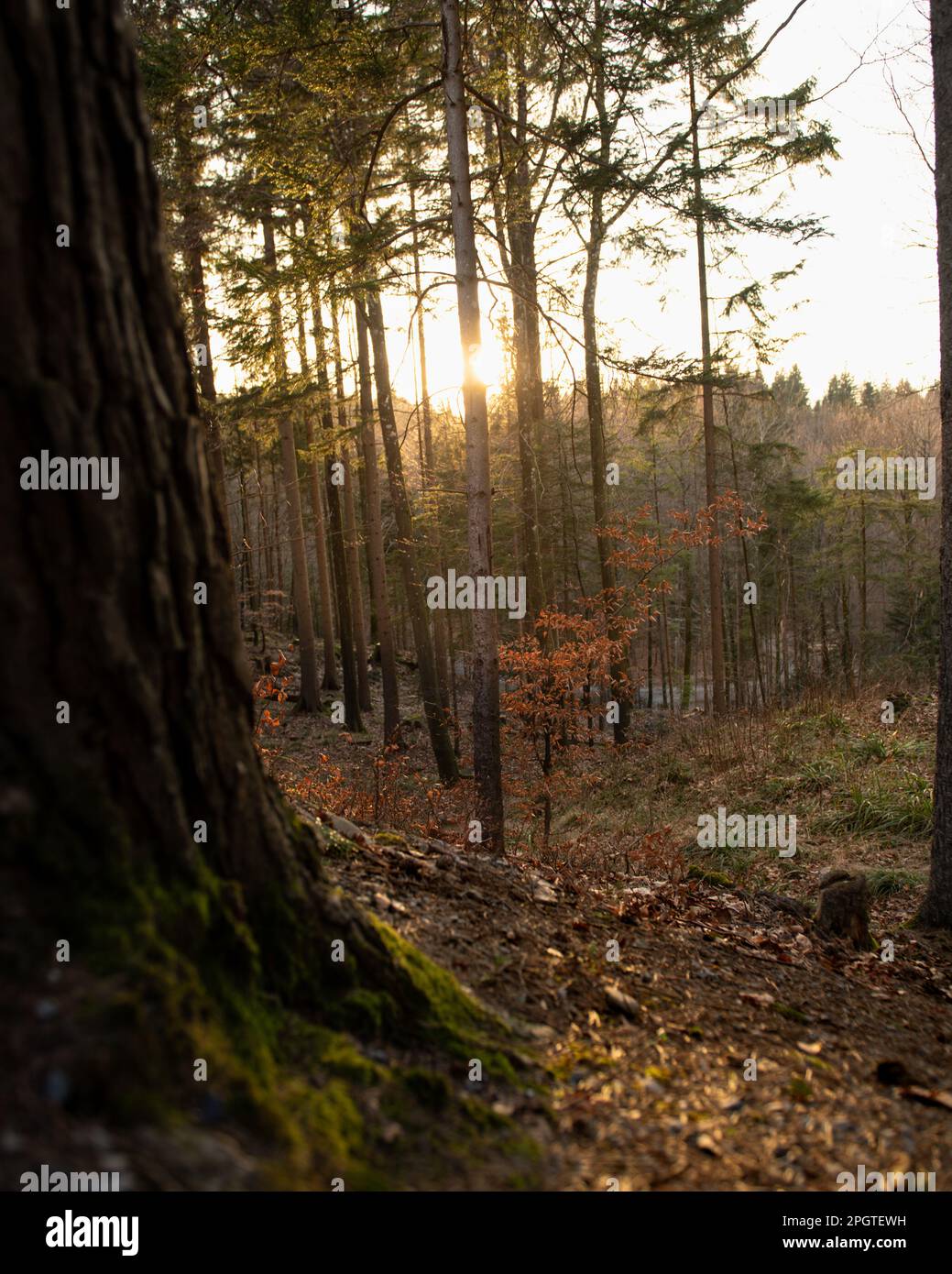 Foresta in Svizzera illuminata dal sole della sera. Foto Stock
