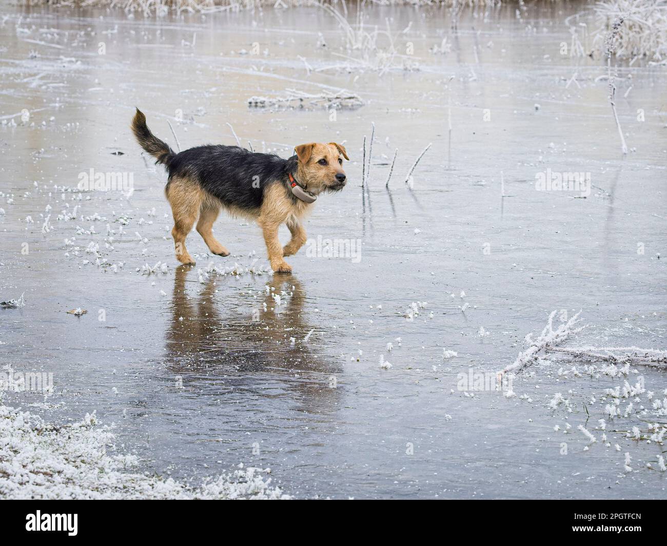 Un giovane Jack Russell Terrier su un lago ghiacciato a Welches Meadow, una riserva naturale di prati allagati sul fiume Leam. Foto Stock