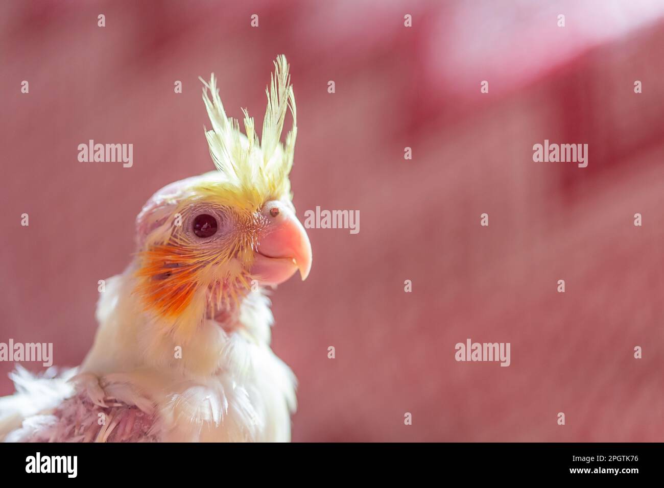 Primo piano ritratto di pappagallo di 1 mesi - scarafaggio, sfondo rosso sfocato, mano sollevata Foto Stock