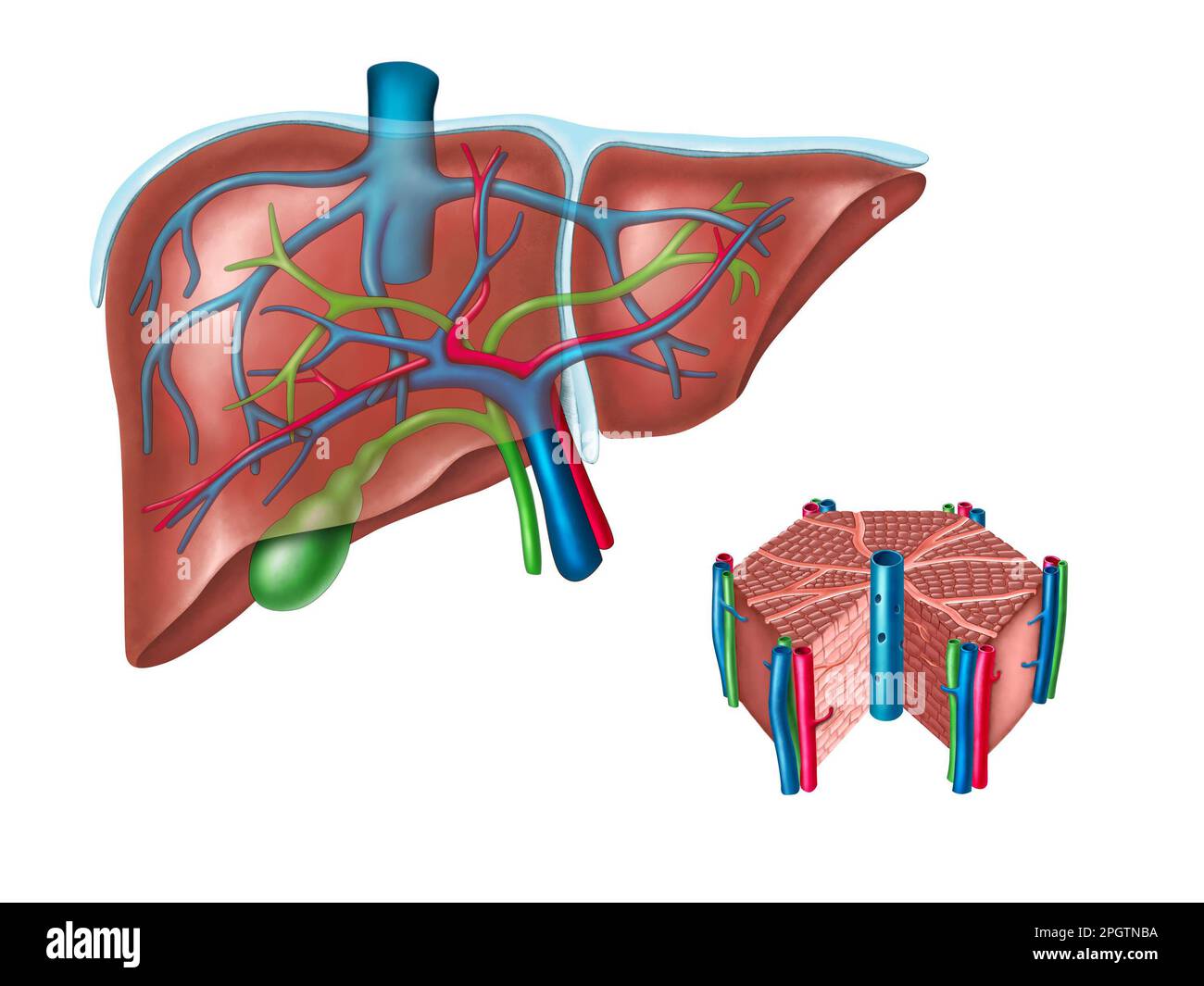 Diagramma del fegato umano e delle cellule epatiche. Illustrazione digitale. Foto Stock