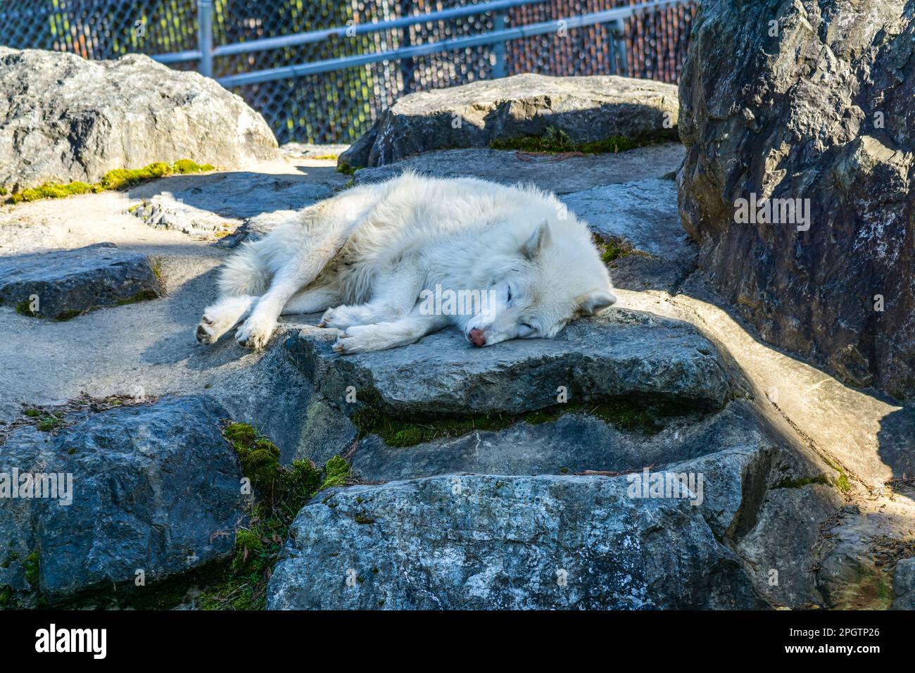 Un lupo bianco dorme sulle rocce in un parco animali a Issaquah, Washington. Foto Stock