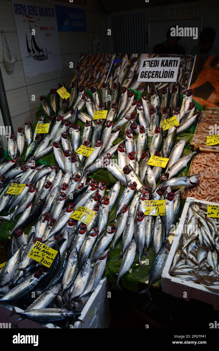 Pesce Palamut intero fresco o Bonito in vendita al mercato del pesce Galata a Karakoy sul lato europeo di Istanbul, Turchia / Turkiye. Foto Stock