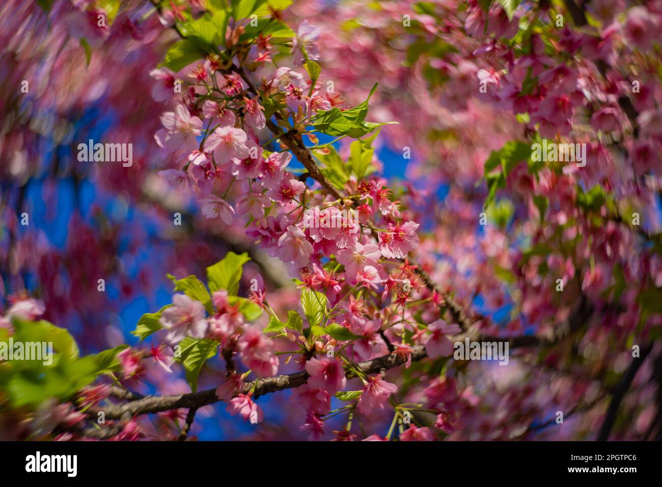 I fiori di ciliegia Kawazu sfolgono rapidamente nei primaverili Foto Stock