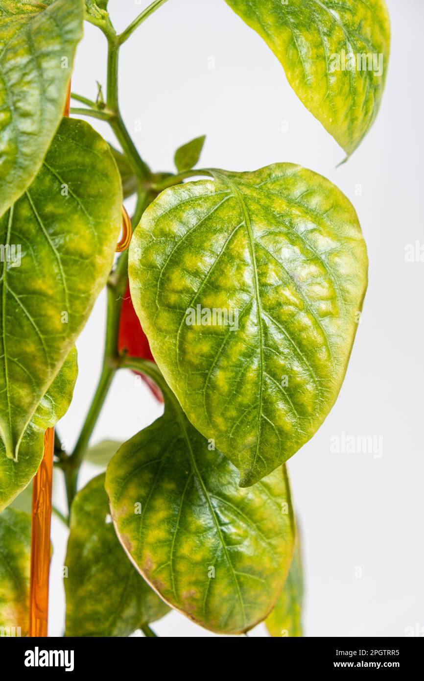 Foglie di pepe essiccate ingiallite coltivate in una pentola dell'appartamento. Ortaggi in crescita a casa, giardino sul davanzale, mancanza di luce e traccia Foto Stock