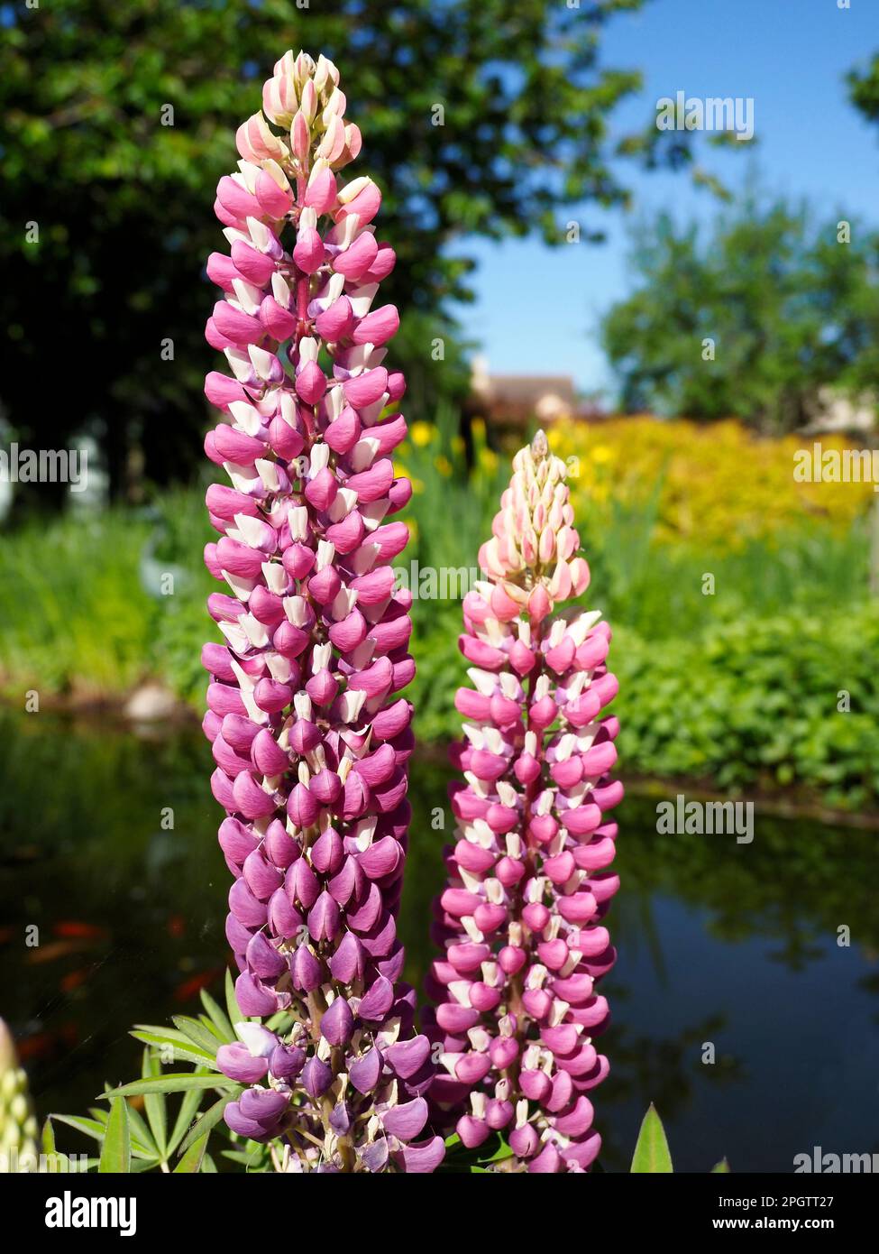 Primo piano fiori di lupino viola (Lupinus) in un giardino alla francese Foto Stock